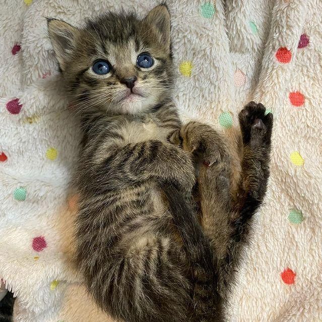 sweet tabby kitten