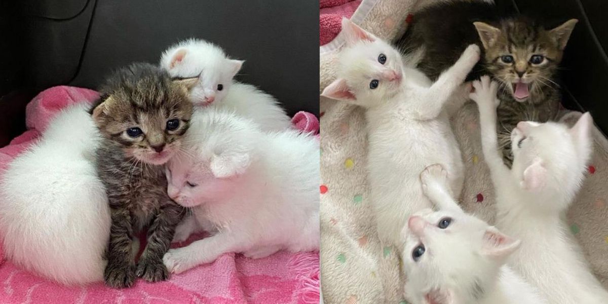 Tabby Kitten Nestles with Her Littermates Until Help Arrives, Now