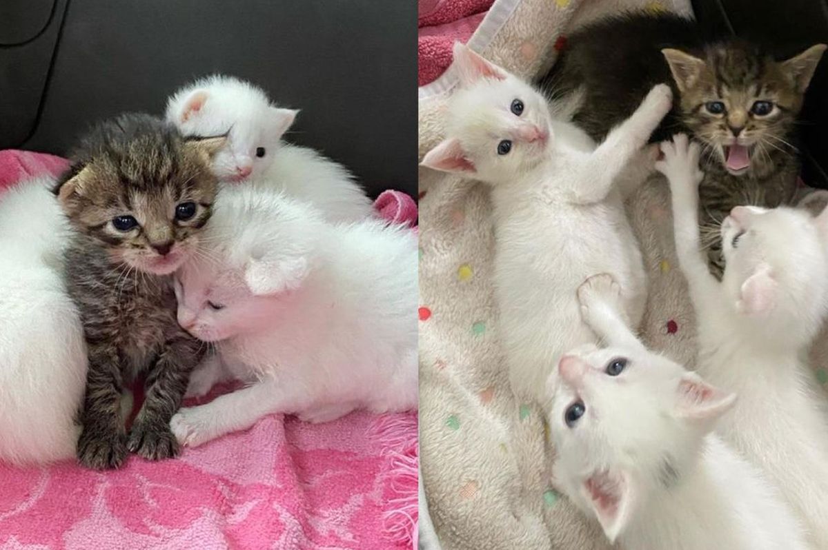 Tabby Kitten Nestles with Her Littermates Until Help Arrives, Now Living Everyday to the Fullest