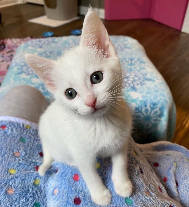 lap white kitten