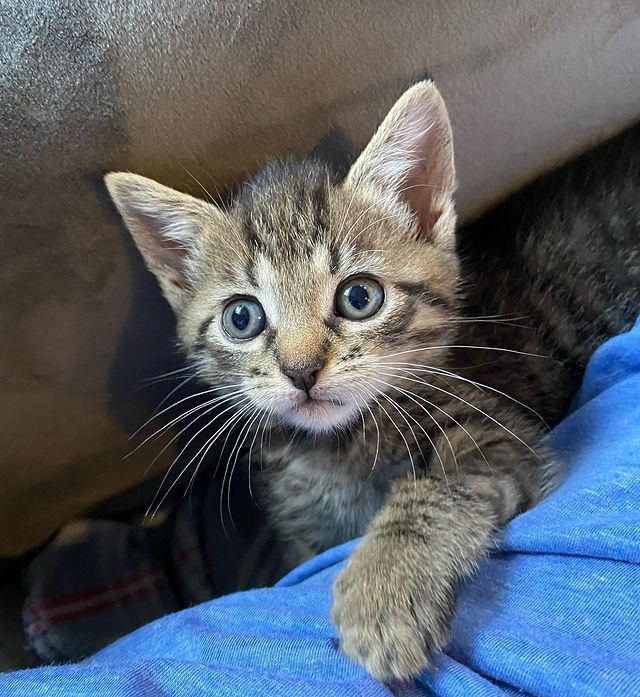 A tabby kitten fashion