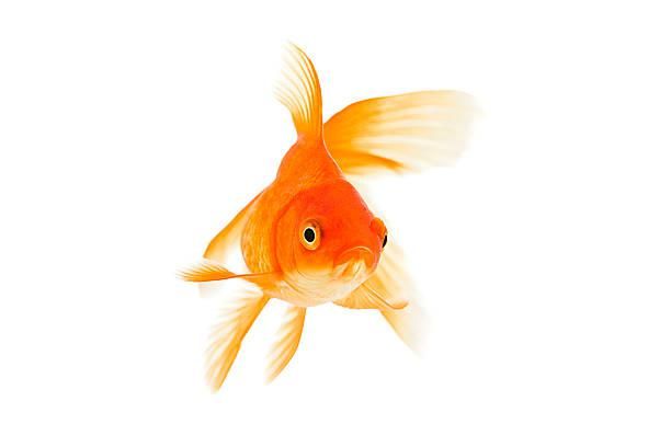 A bright orange goldfish with a grumpy face on a blank white background