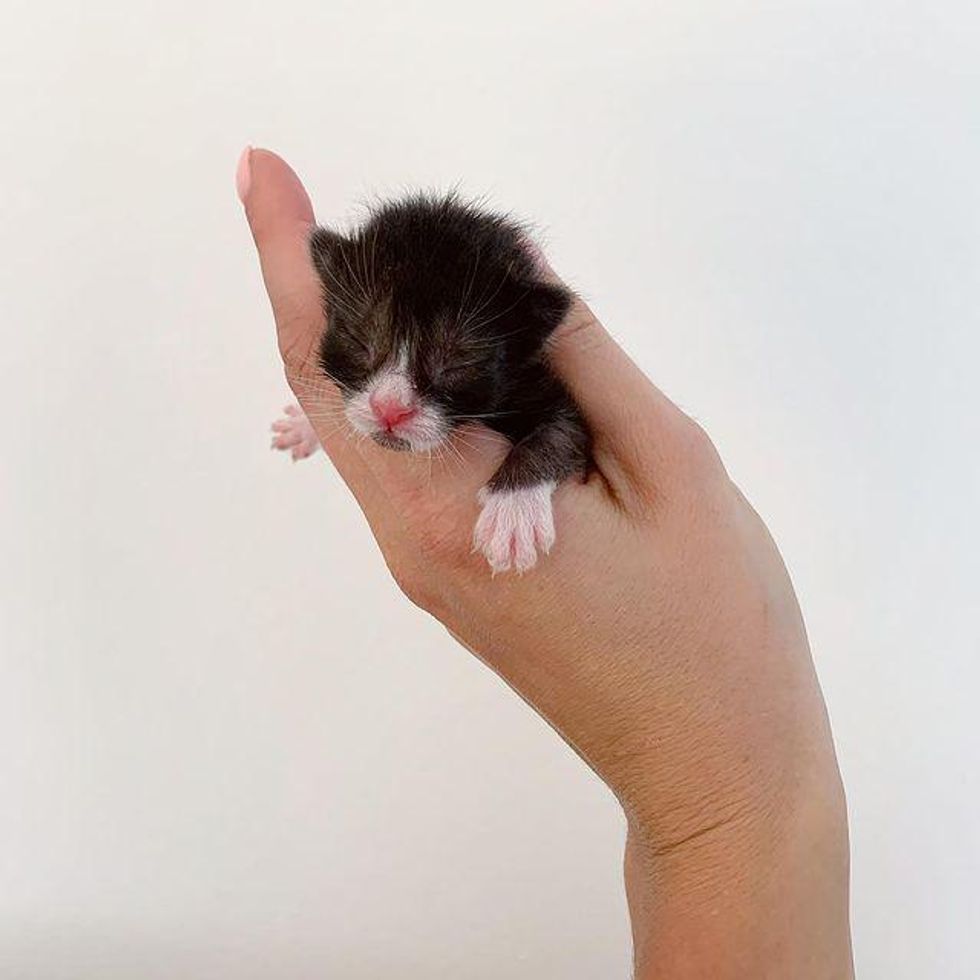 palm-sized kitten