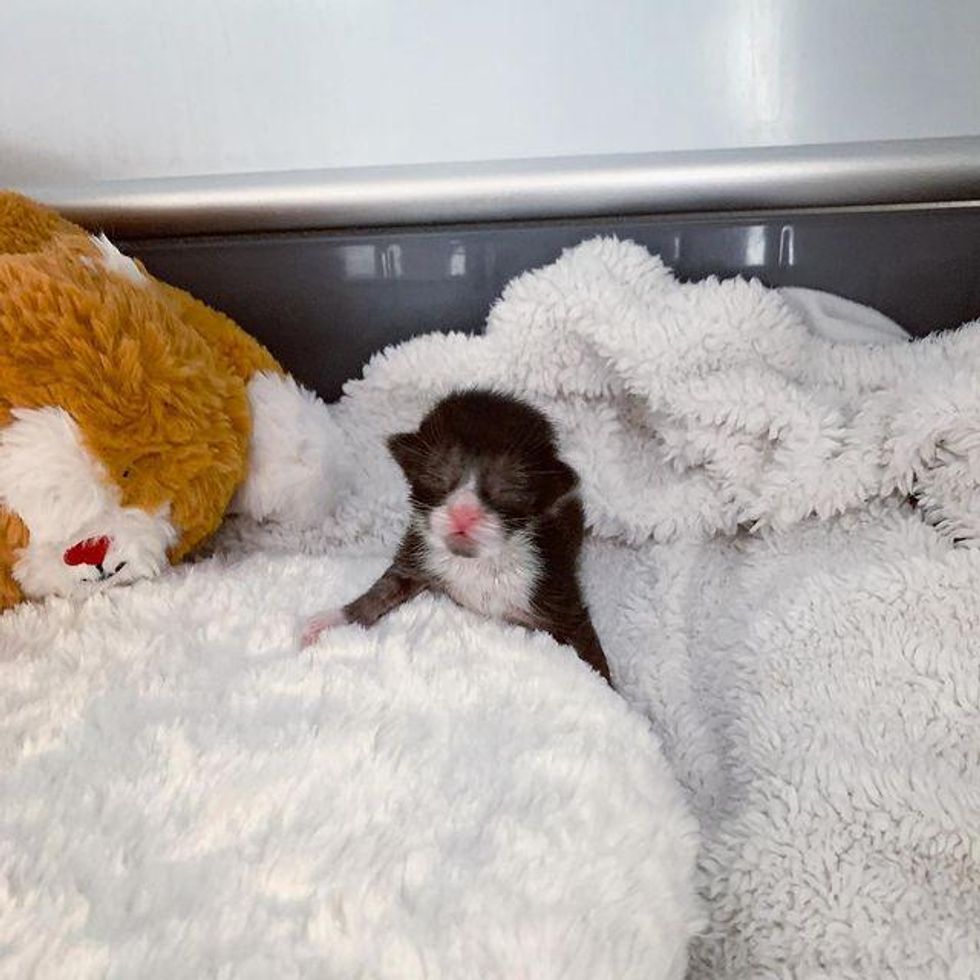 tuxedo baby kitten