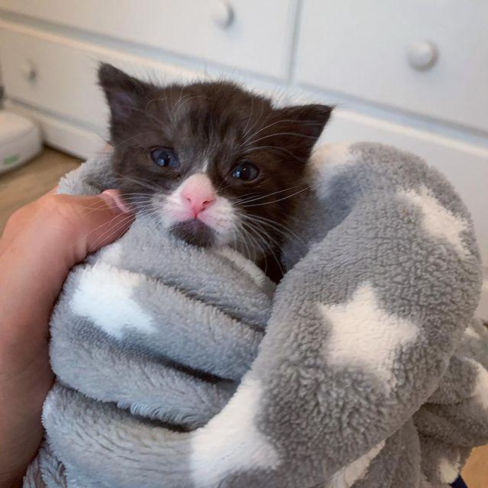 kitten purrito