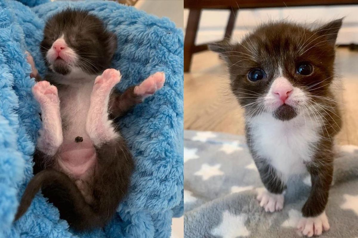 Lone Kitten Found Outside So Happy to Be Helped and Turns into Dapper Tuxedo with Strong Purr