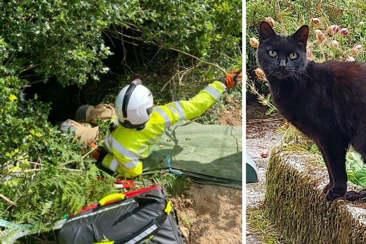 83-year-old woman's cat alerted rescuers after she fell down a 70 foot ravine