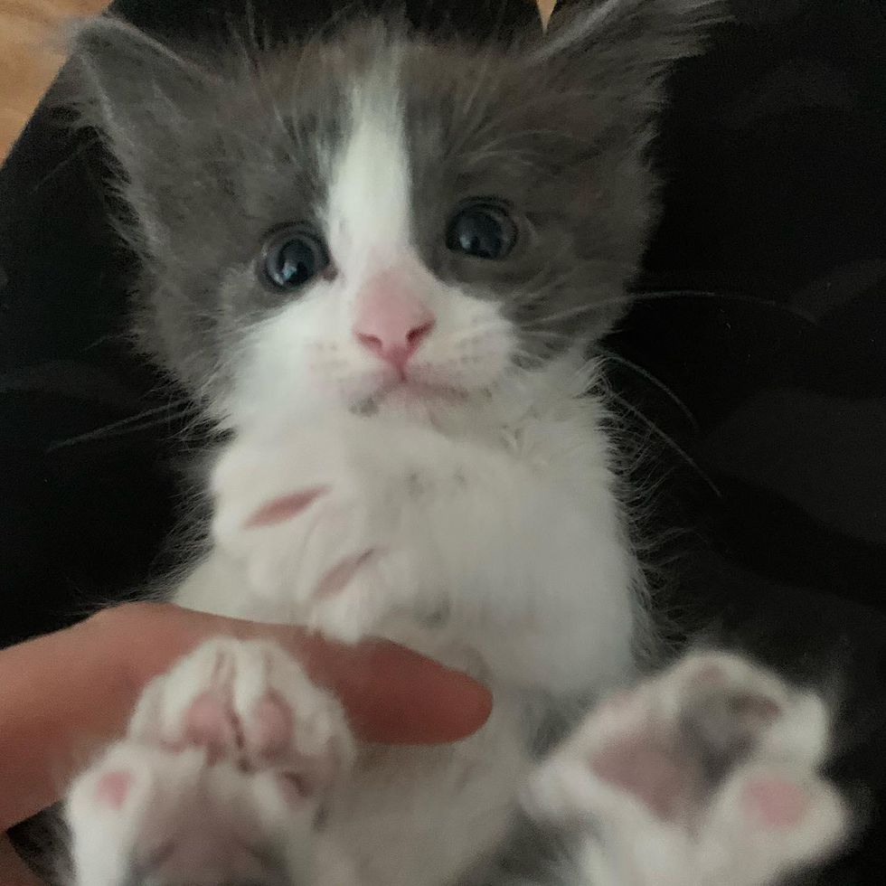 kitten big mittens