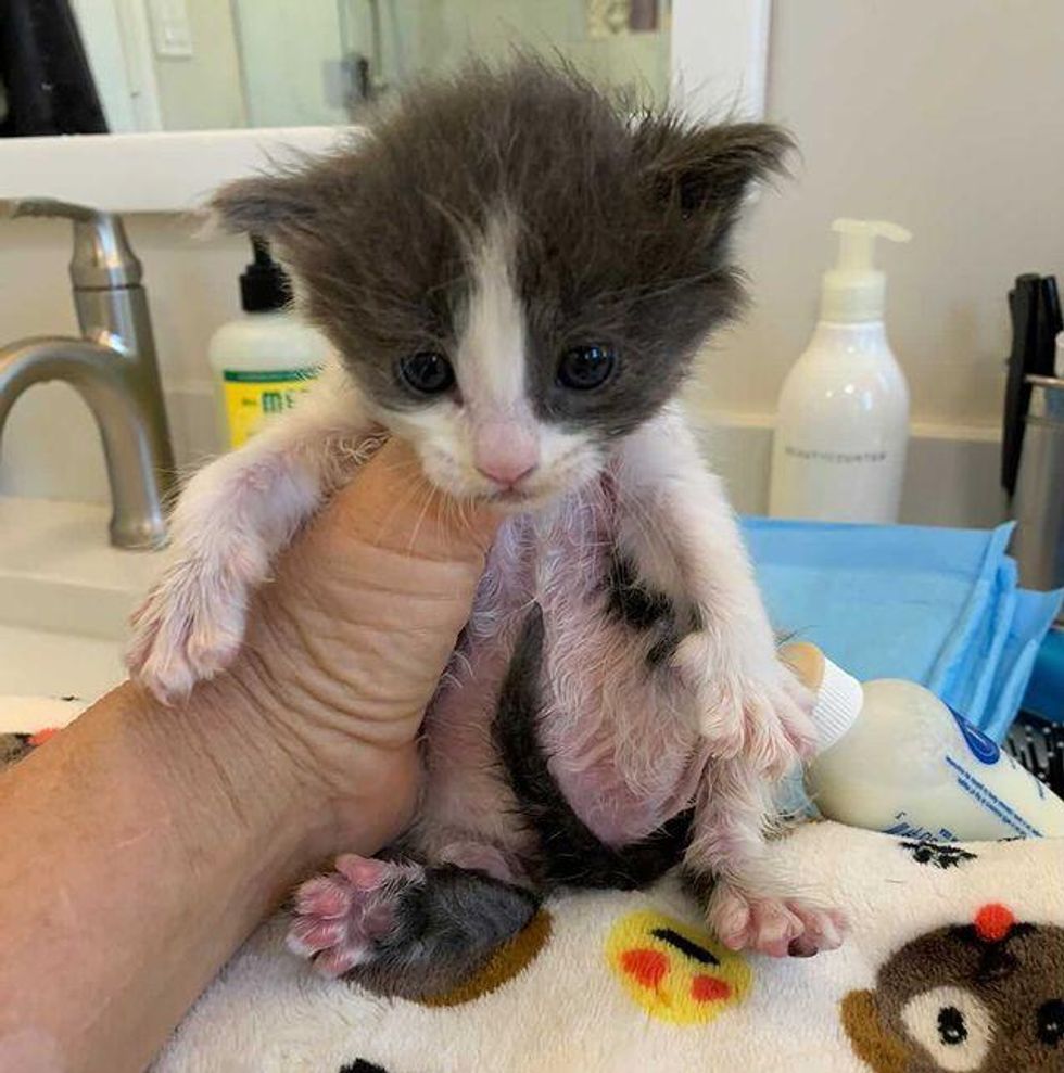 foster kitten bottle