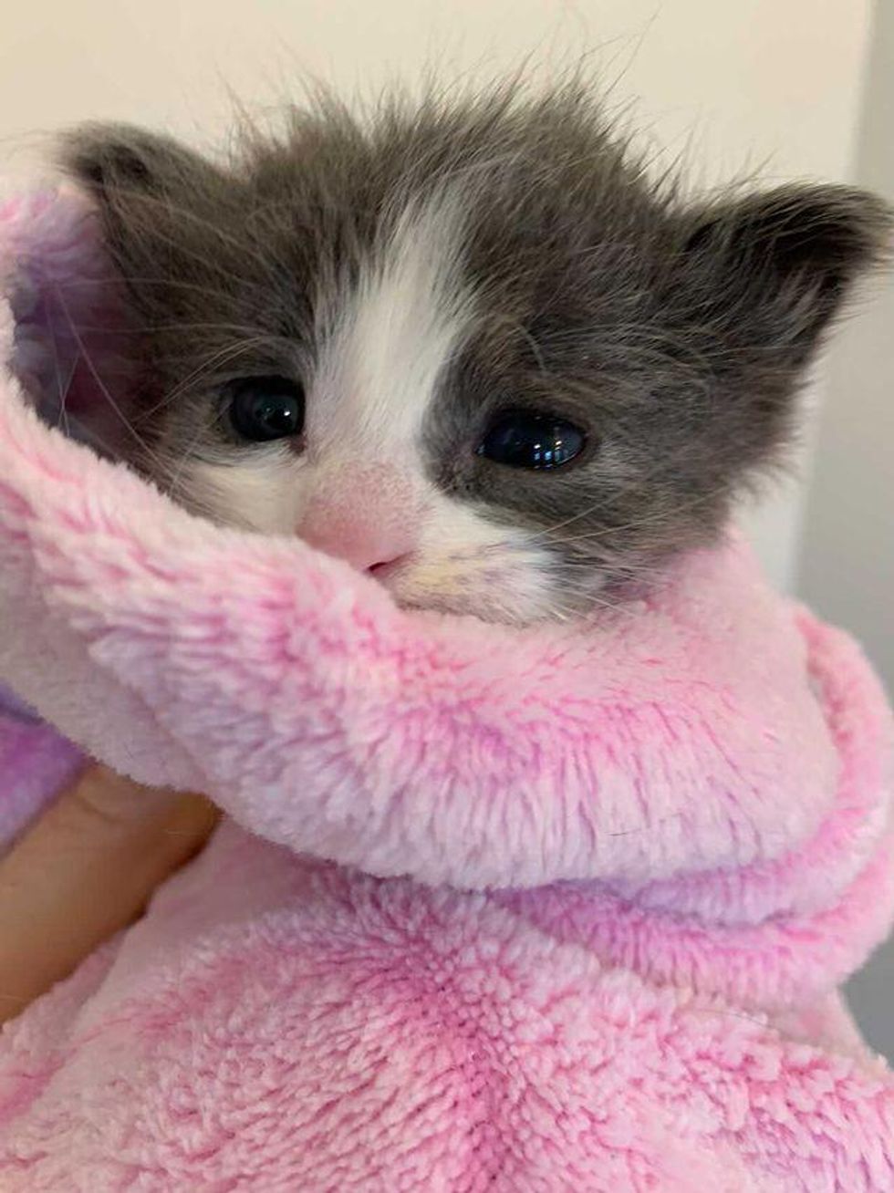 purrito kitten