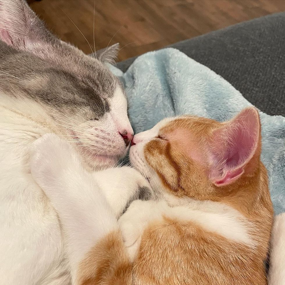 cat kisses