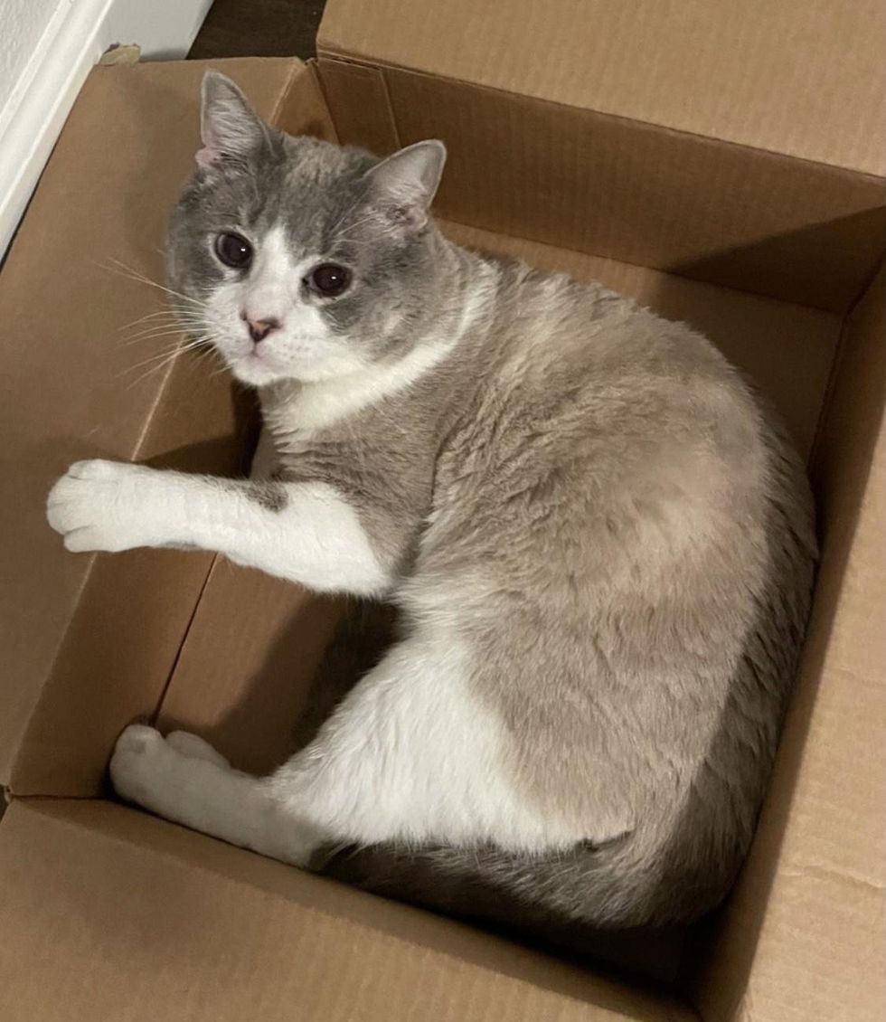 cat in box