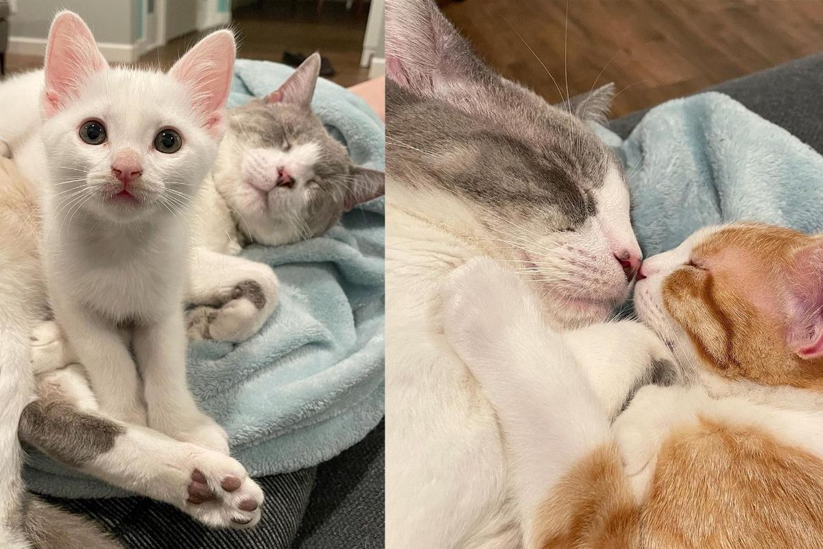 Kittens Uplift Cat and Help Him Thrive After He Was Rescued from Street, Now Hoping for Dream Home