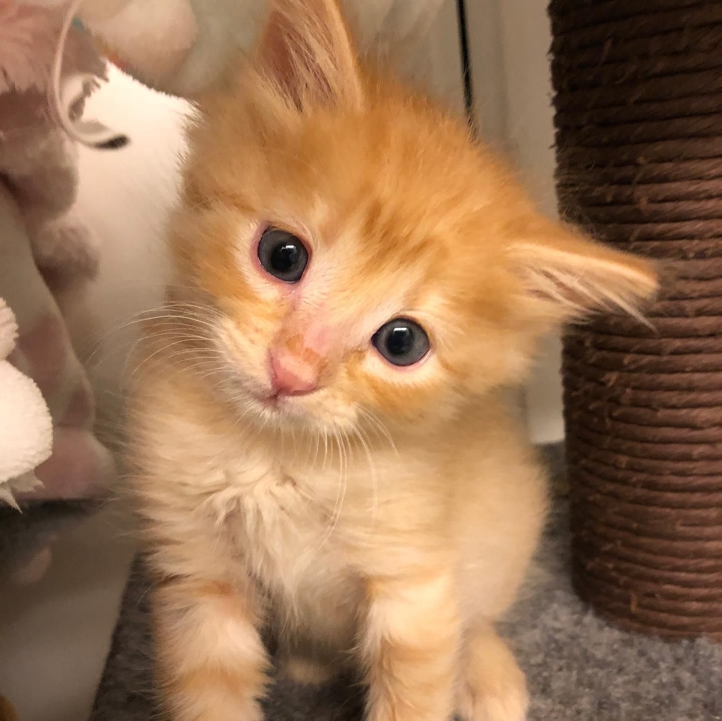 Tabby cat orange kitten fashion