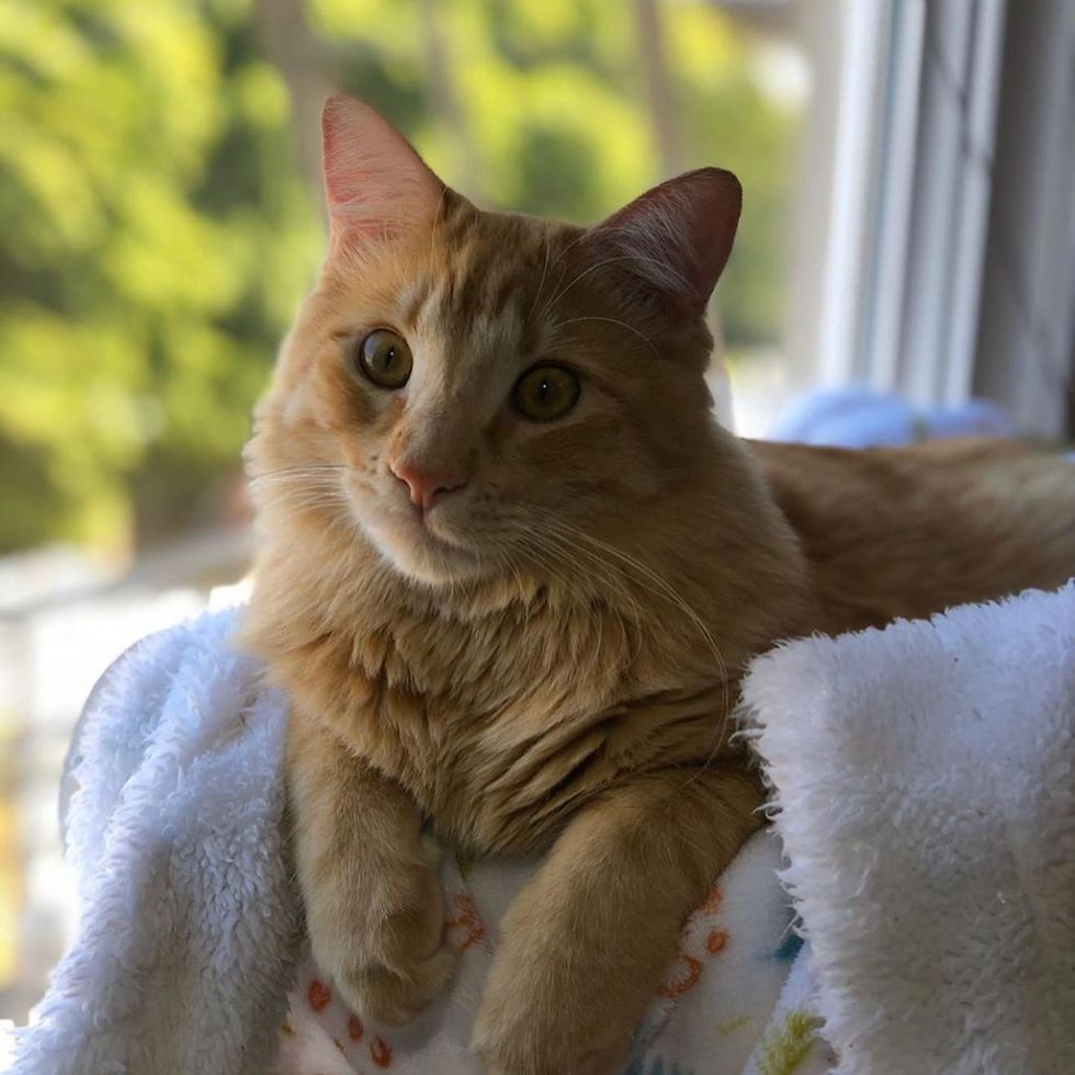 fluffy orange cat