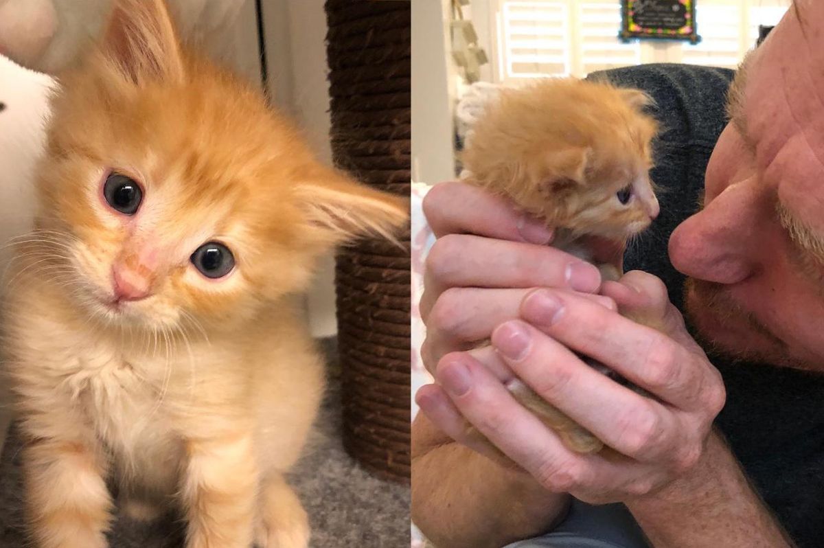 Kitten Last to Be Rescued Makes Remarkable Transformation into Majestic Fluffy Tabby