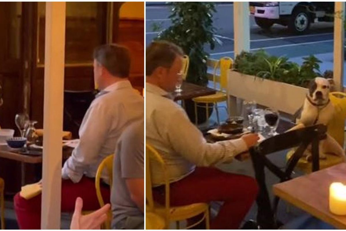 Diner captures heartwarming footage of a date between a man and his perfectly-trained dog