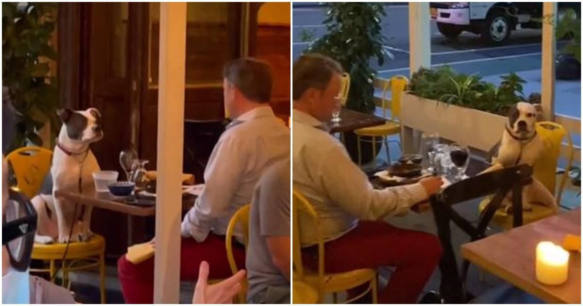 Diner captures heartwarming footage of a date between a man and his perfectly-trained dog