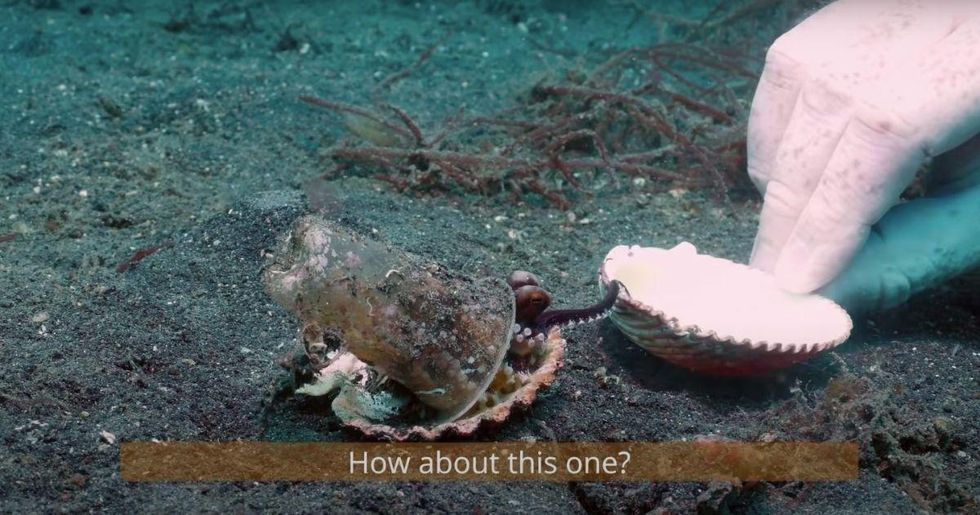 Kind scuba divers try to convince a tiny octopus to trade its plastic cup for a shell