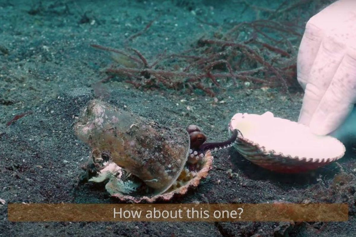 Kind scuba divers try to convince a tiny octopus to trade its plastic cup for a shell