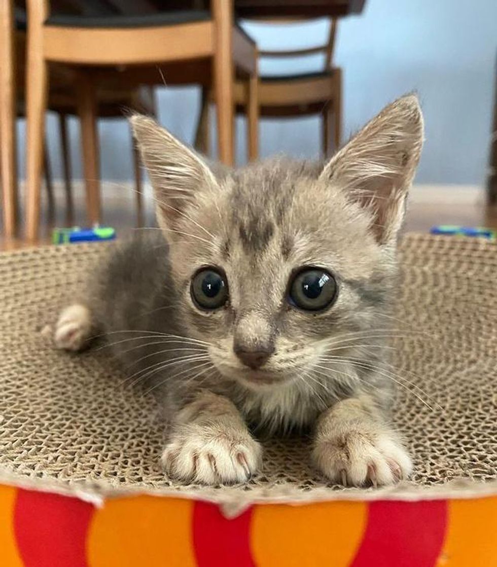 big paws kitten