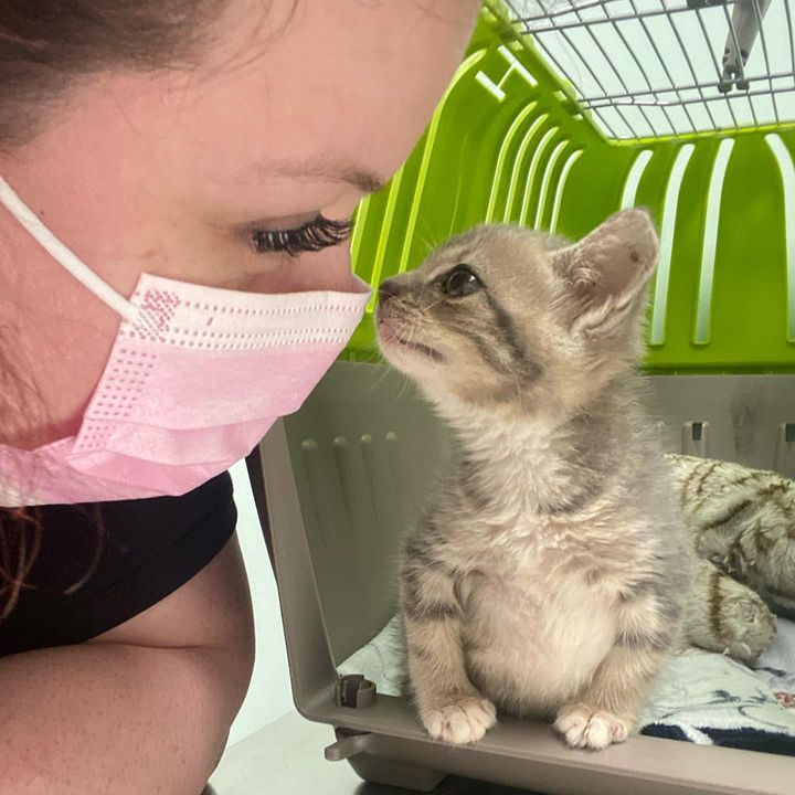 kitten kisses