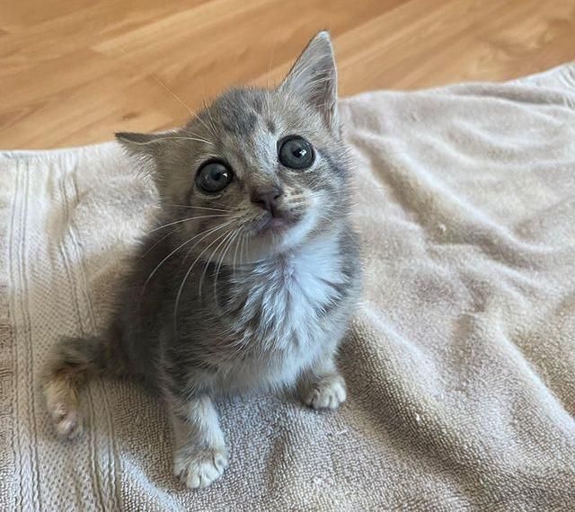 big eyed kitten, manx kitten