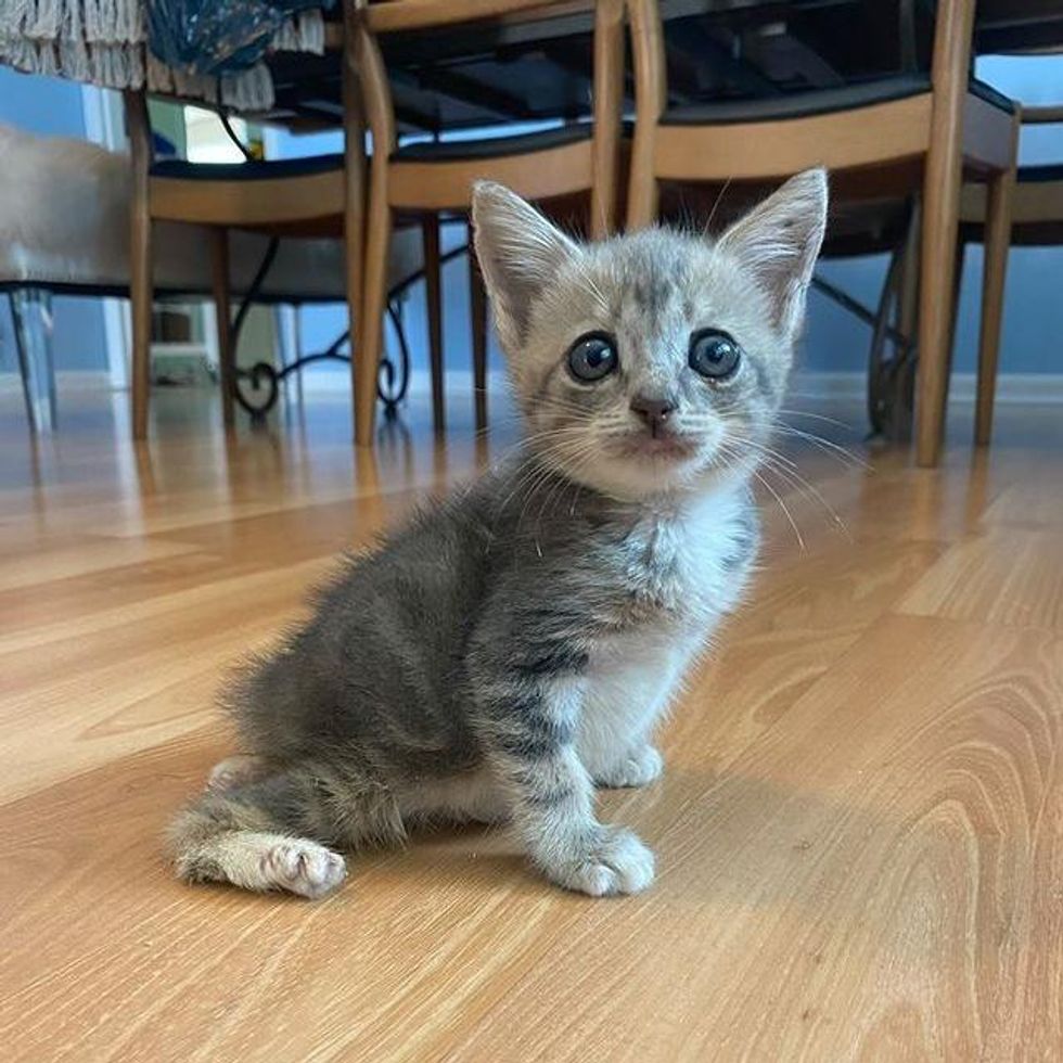 manx cat kitten