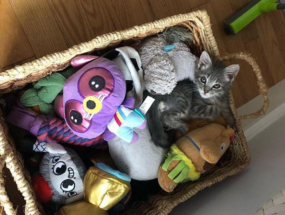 tiny kitten and toys