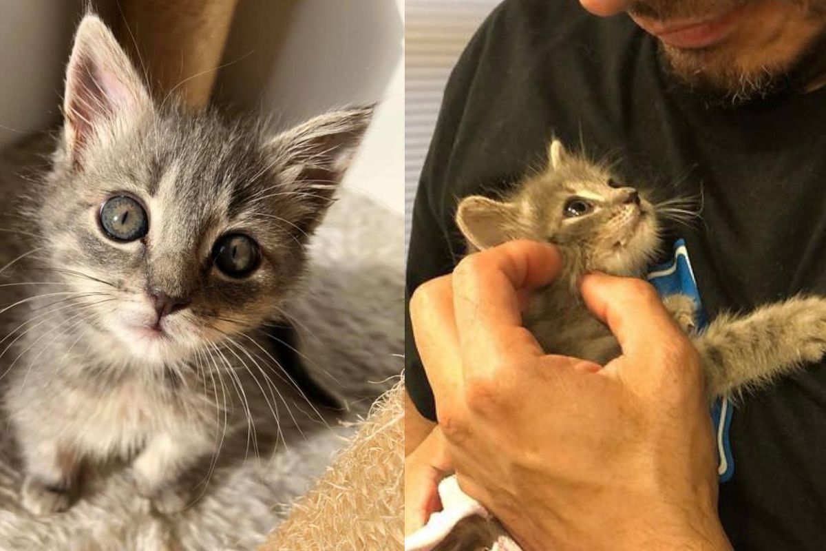 Kitten Lifts Her Back Legs and Walks Again with Her Strong Will and Help of a Couple