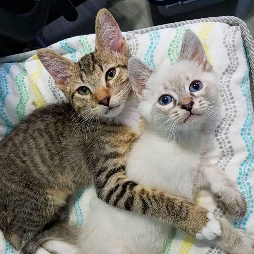 bromance kittens, cuddle kittens