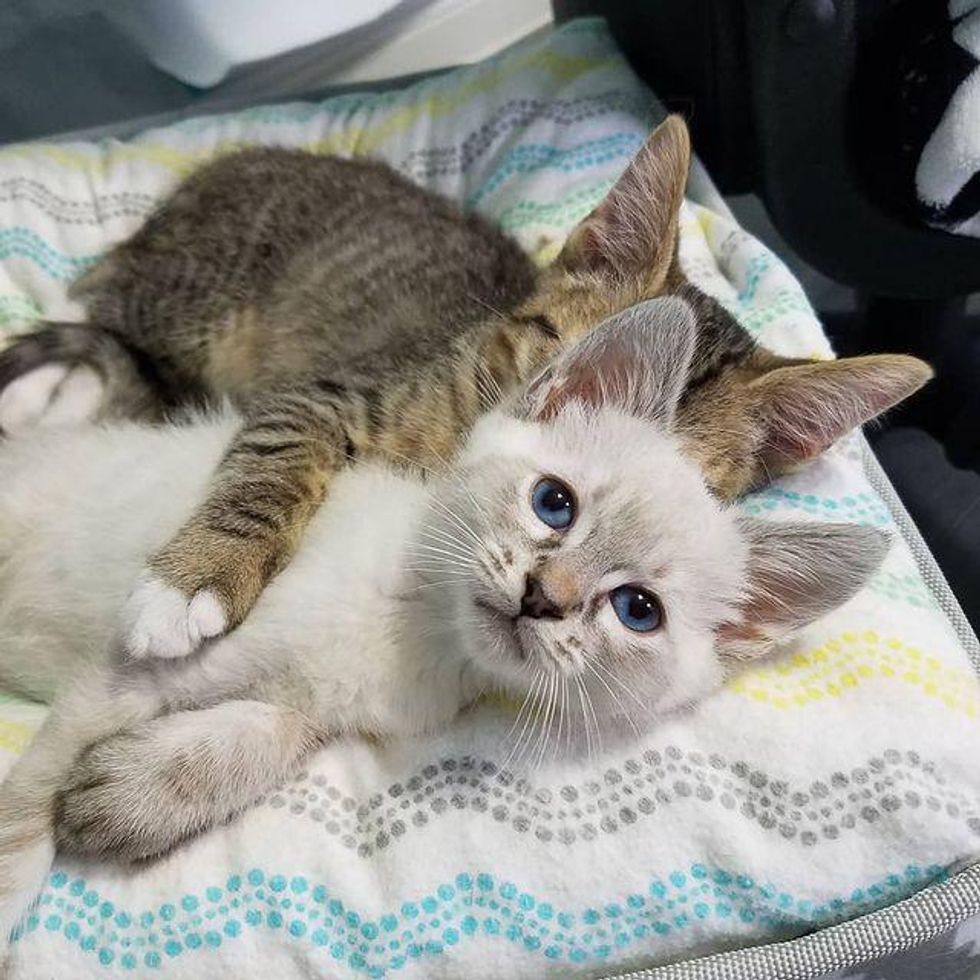 best friends kittens