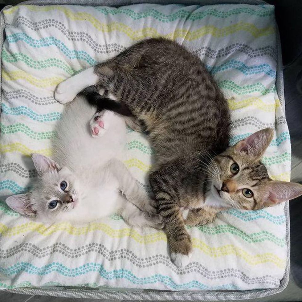 bonded kittens