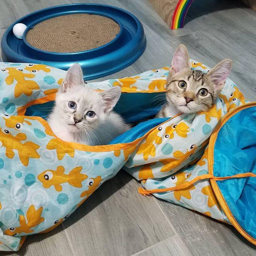 kitten tunnel