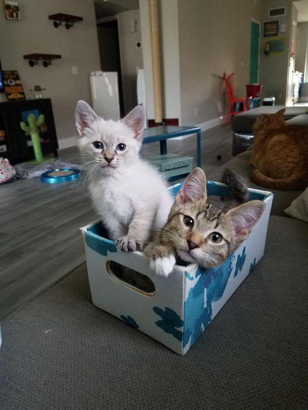 kittens in box