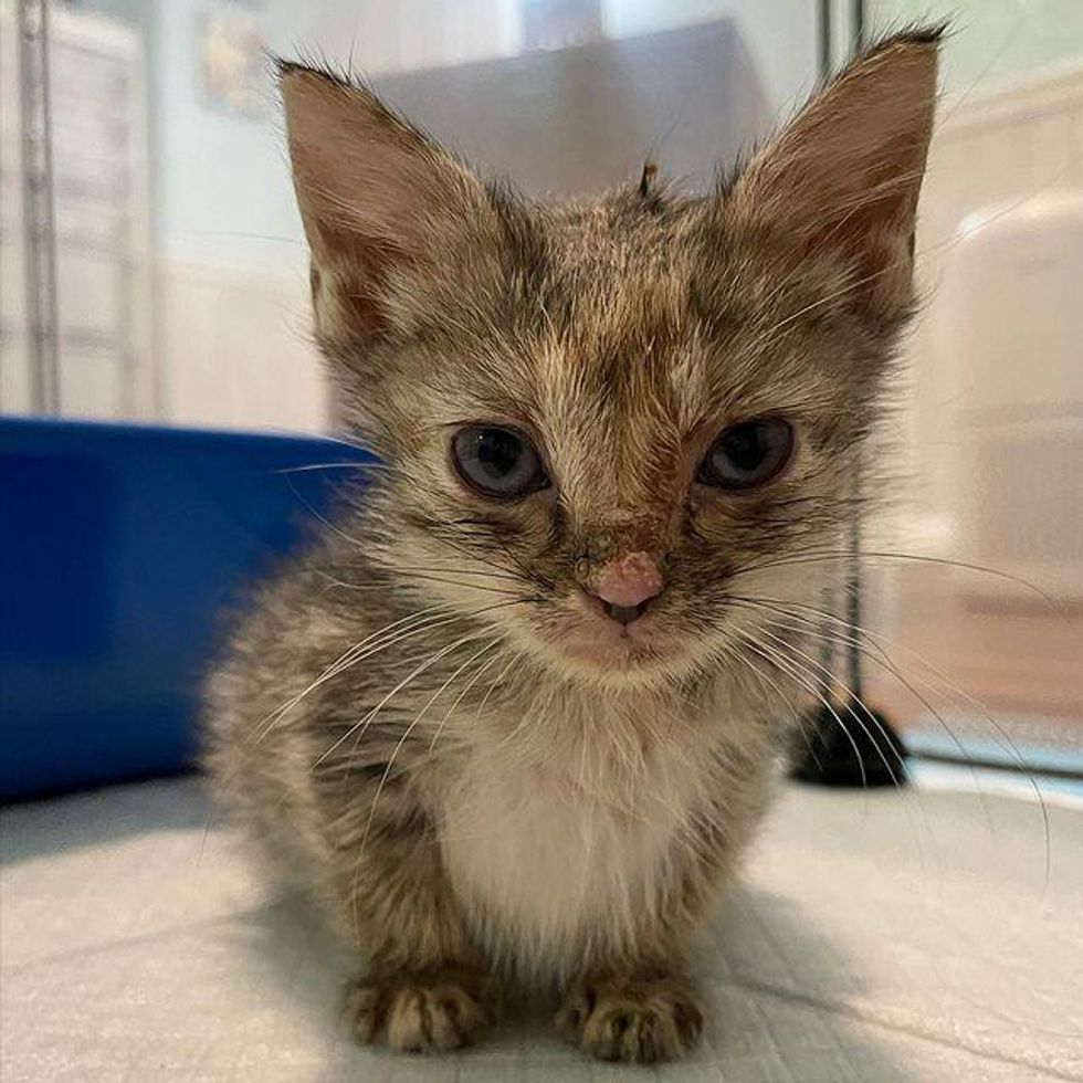 Kitten Rescued with His Sisters Takes a Liking to Family Cat and Turns ...