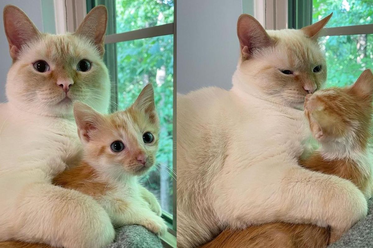 Kitten Rescued with His Sisters Takes a Liking to Family Cat and Turns into Stage Five Clinger