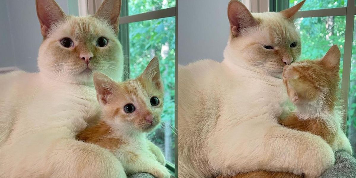 Kitten Rescued With His Sisters Takes A Liking To Family Cat And Turns 