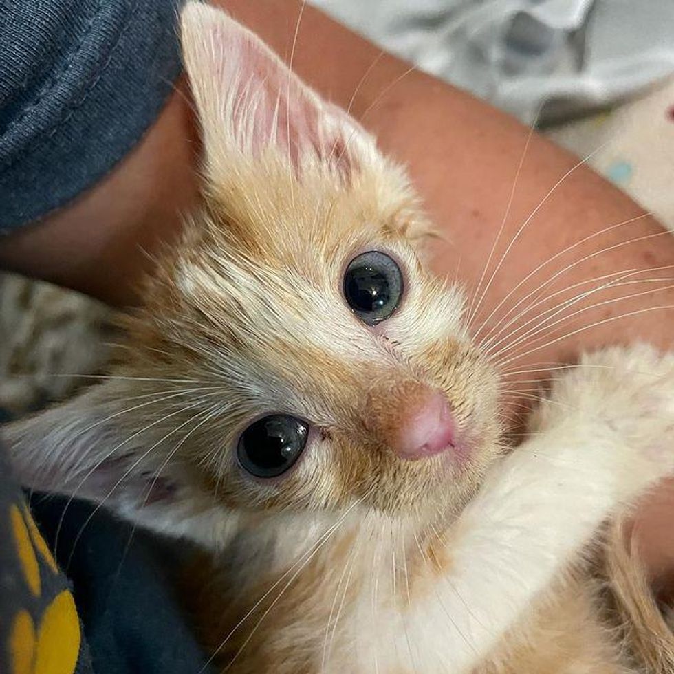 lap kitten