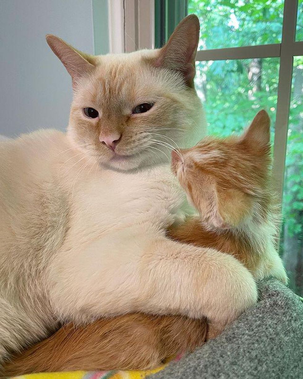 cat cuddling kitten