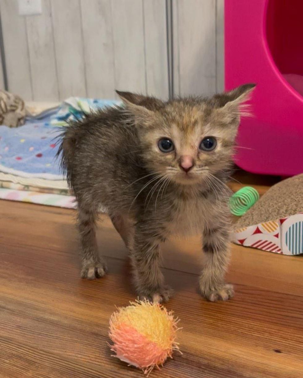 sassy kitten hair up