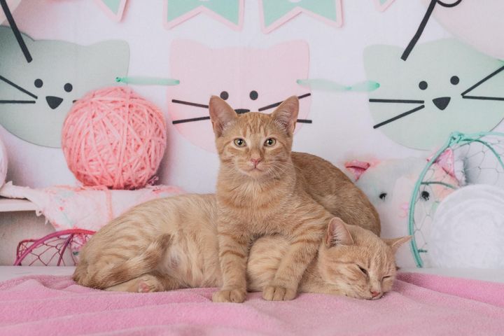 sweet orange cats
