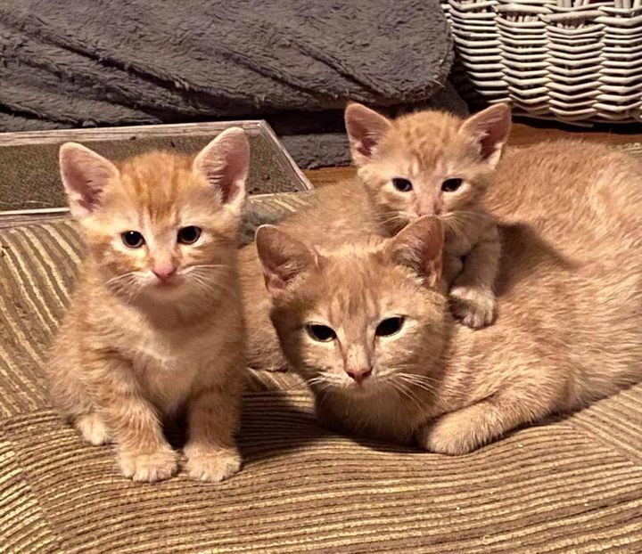 orange cat and kittens