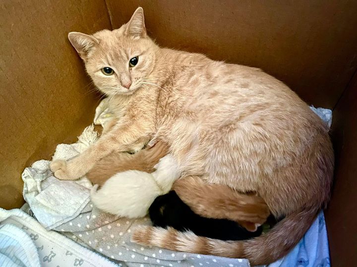 cat mom and kittens