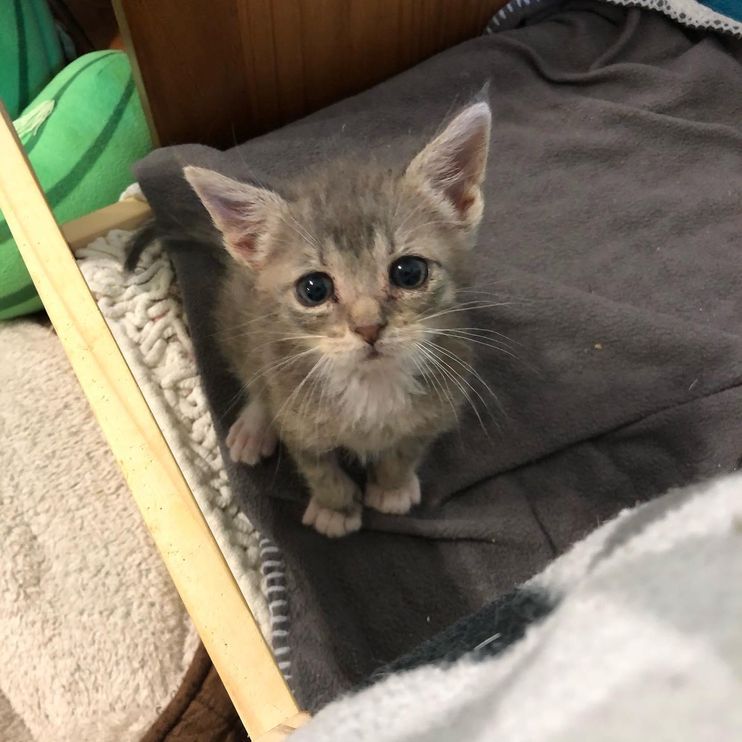 Tiny Kitten Spotted Outside Abandoned Shows So Much Strength, Now Has a Cat  to Watch Her Grow - Love Meow