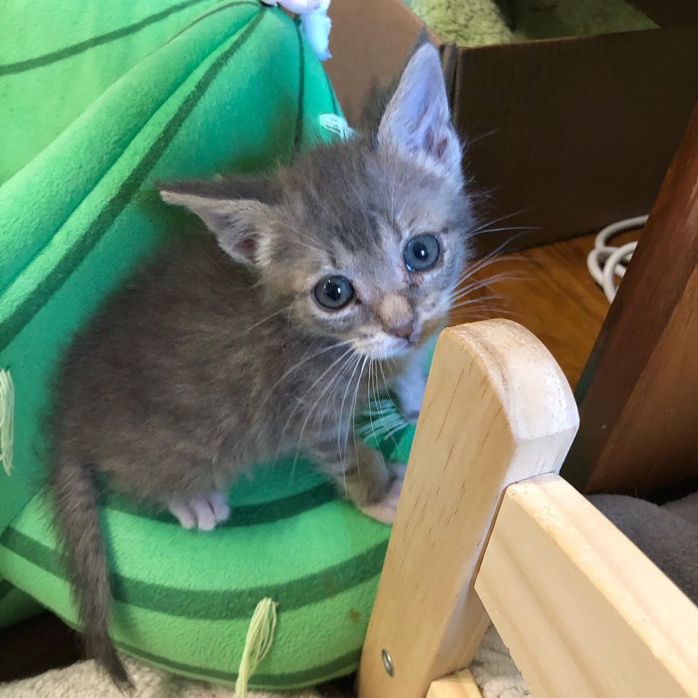 sweet kitten eyes