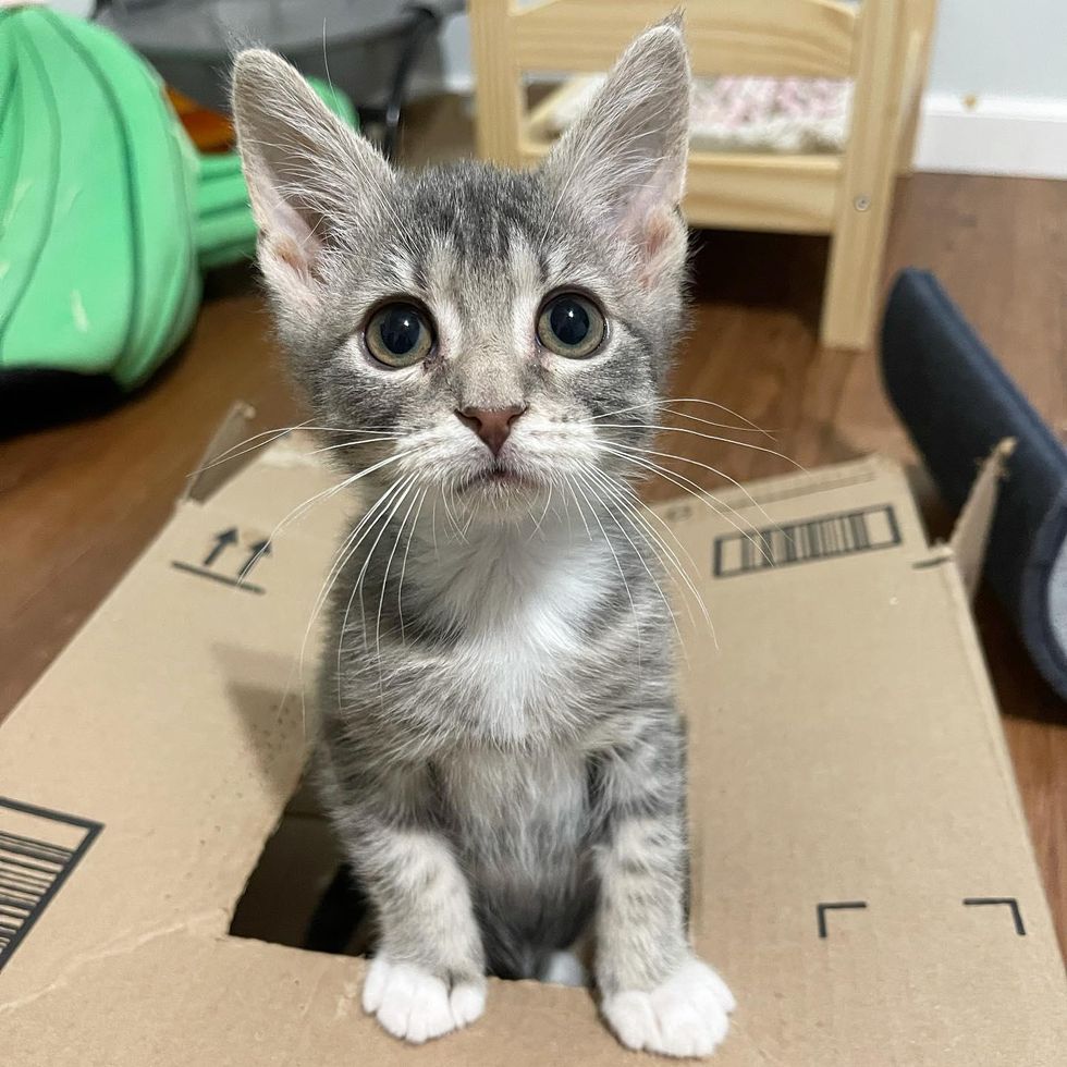 kitten box