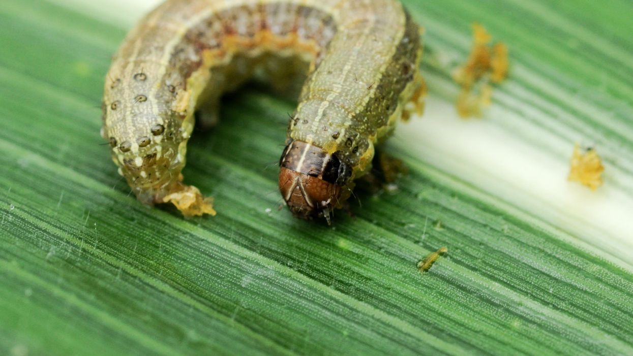 Armyworms: What to know about the insects