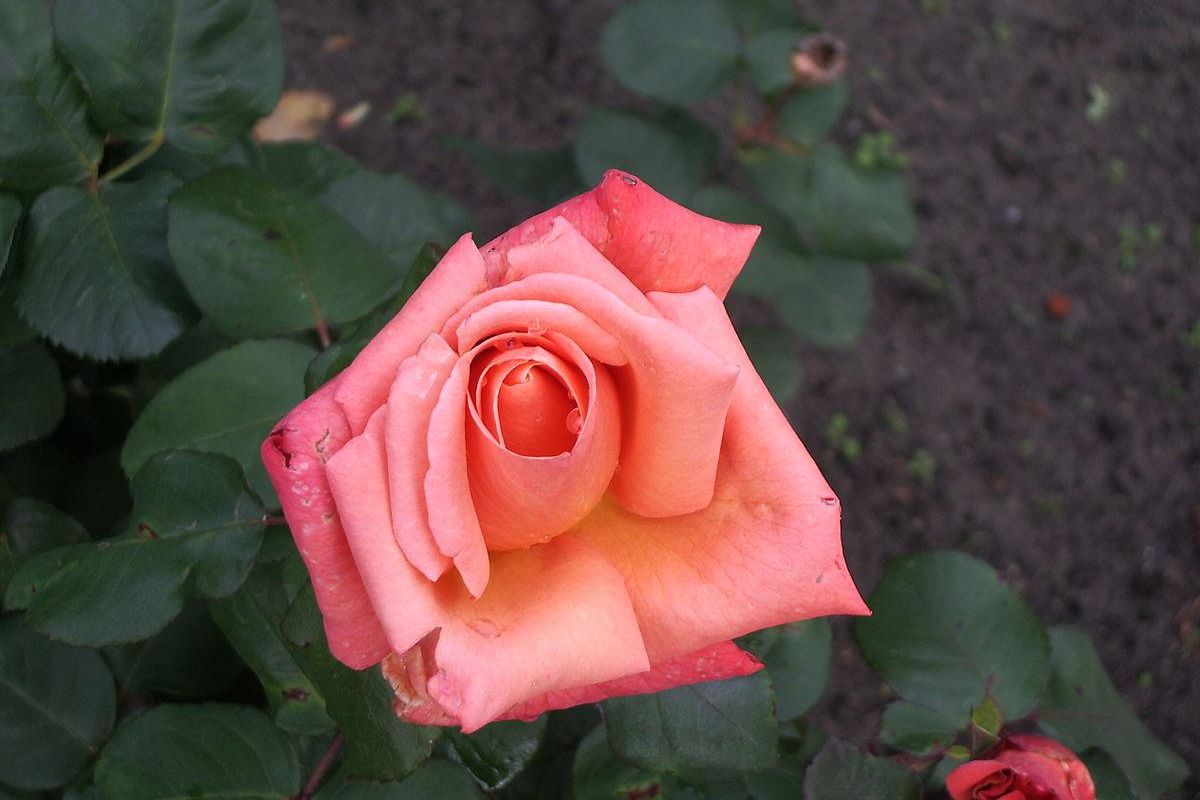 Il fiore perfetto per i giardinieri più pigri