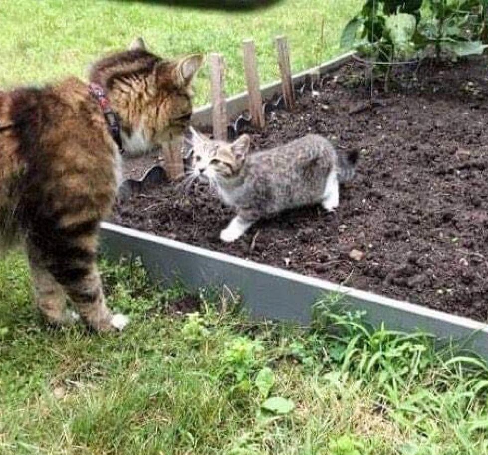 jardin de chaton errant